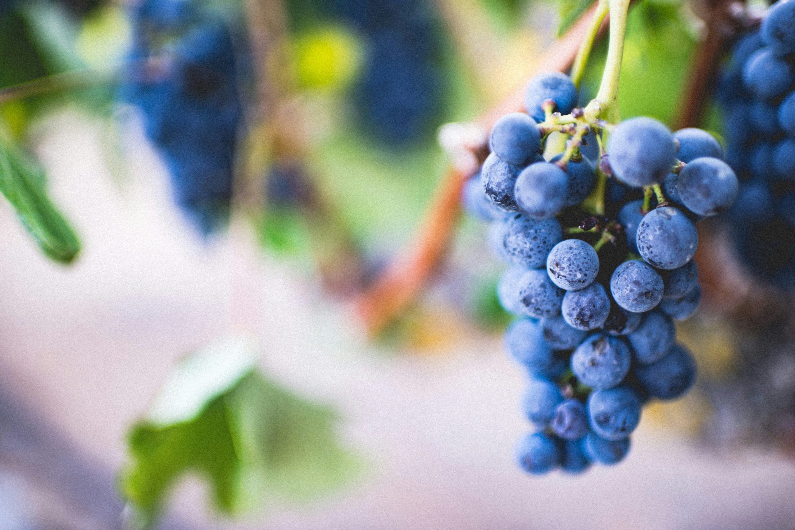 Should people with diabetes avoid eating even a single grape because it can cause a rapid blood sugar spike?
