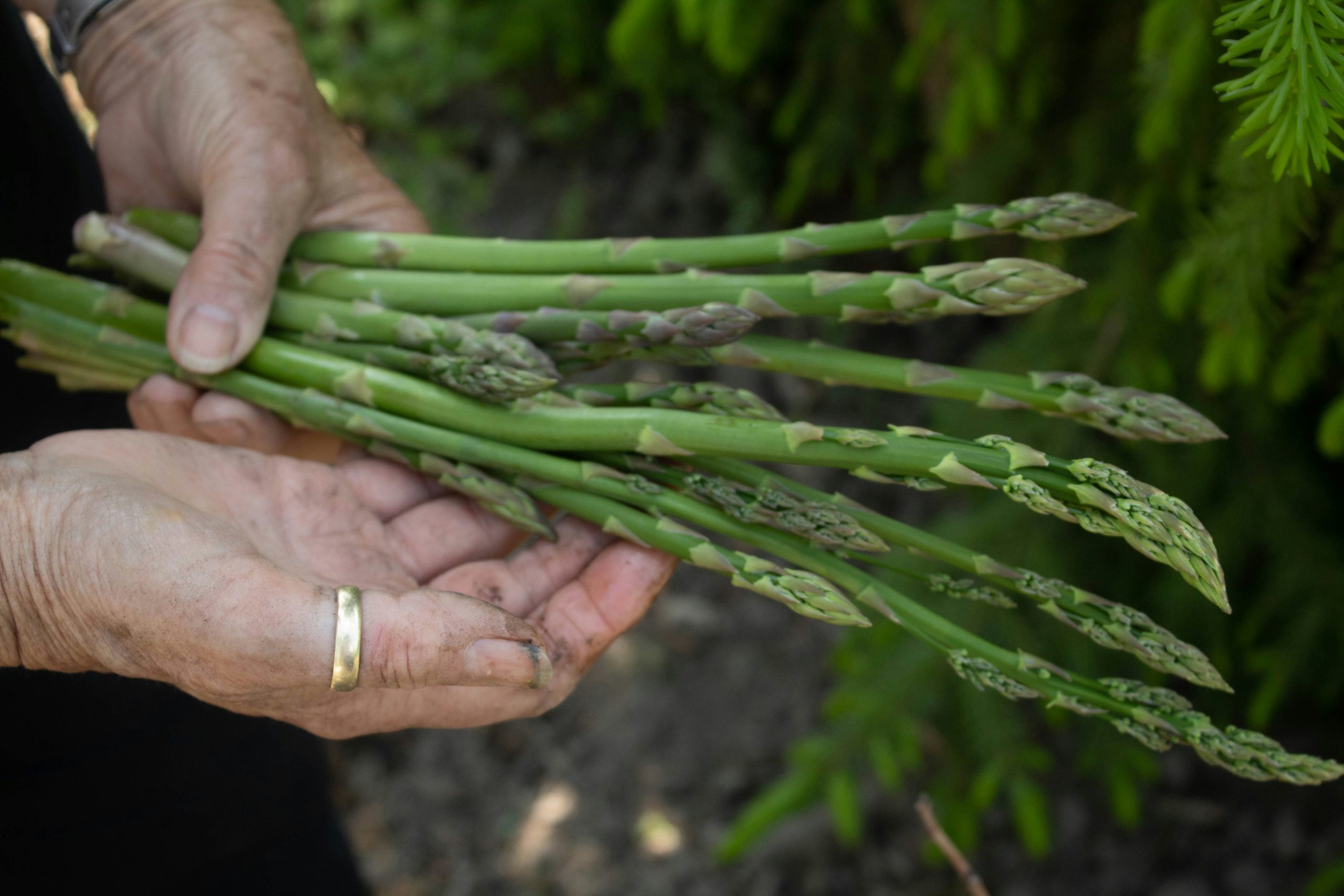 Is asparagus a vegetable with an almost non-existent glycemic index that people with diabetes can eat freely?