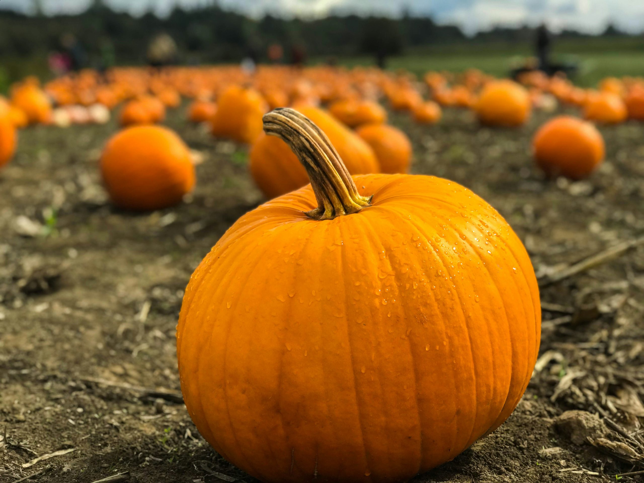 Kabocha squash is sweet like its name, but since it’s a vegetable, is it okay for people with diabetes to eat it instead of rice?