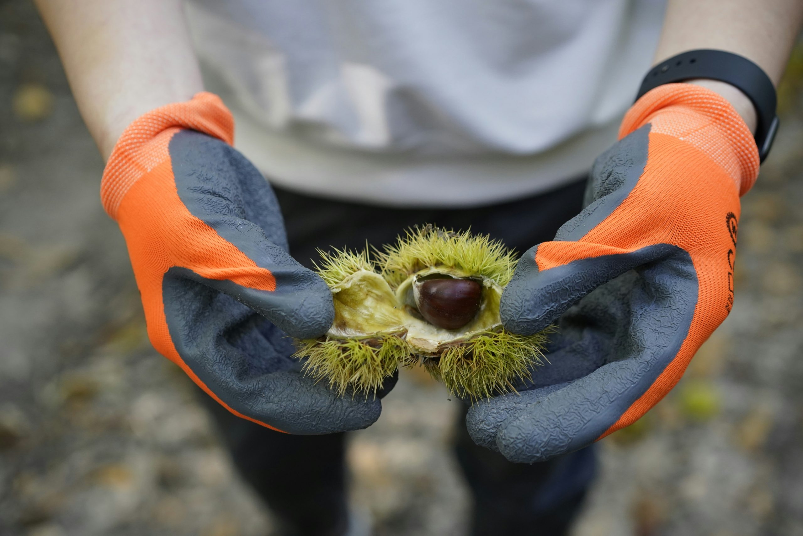 Since chestnuts are a type of nut, are they a good snack for diabetics with low carbohydrates like almonds?