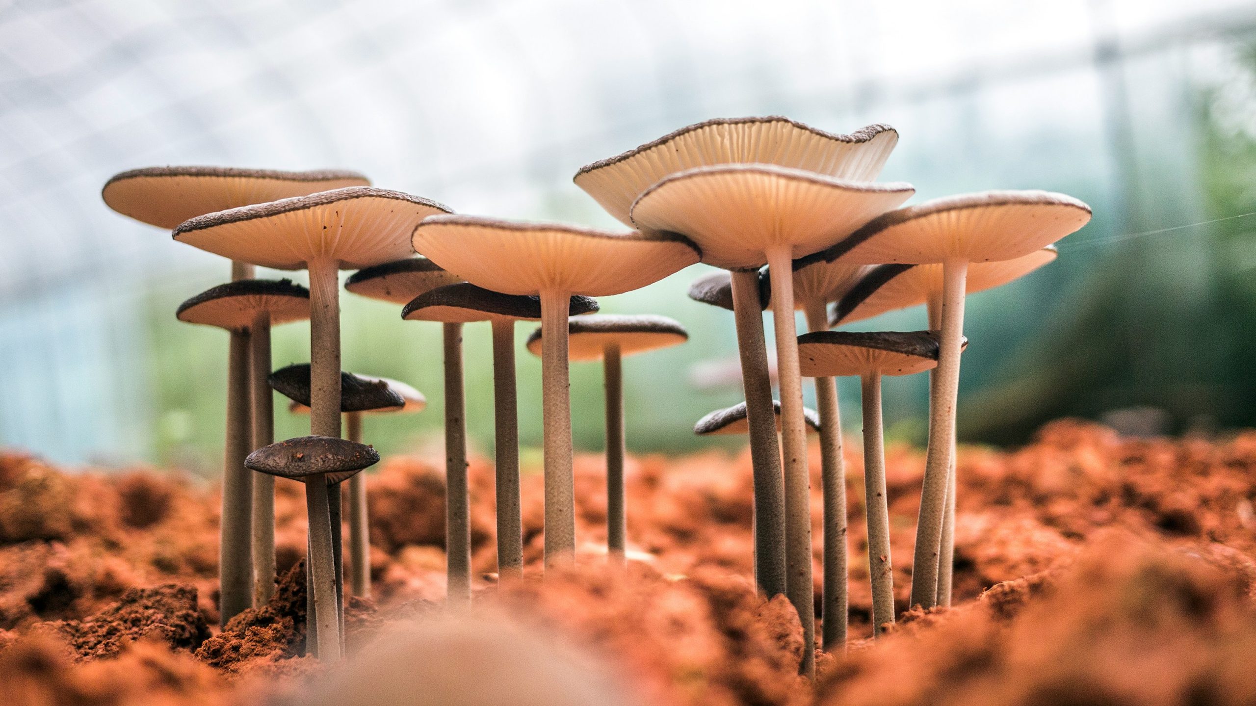 Are mushrooms a food that people with diabetes can eat freely since they have almost no effect on blood sugar?