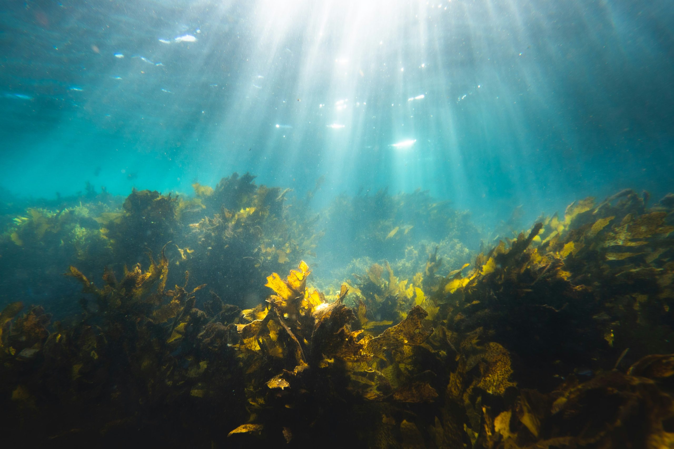 Can seaweeds like miyeok (sea mustard) and kelp help with post-meal blood sugar control for people with diabetes?