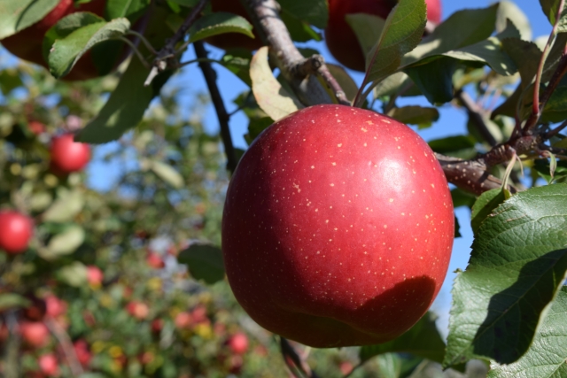 Are fruits like apples and pears harmful to blood sugar because they are high in sugar?